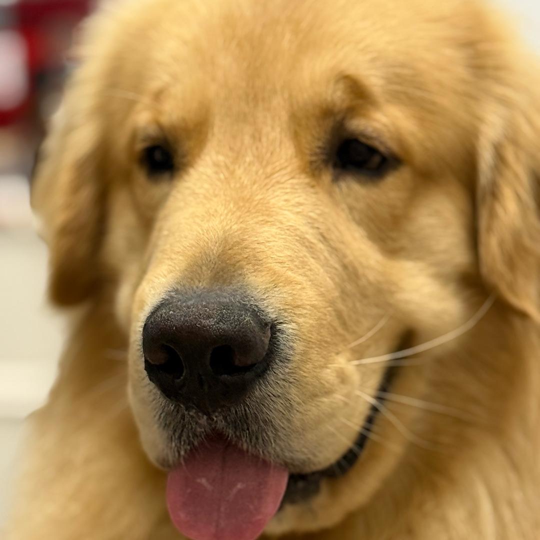 狗蛋是只小金毛🐶