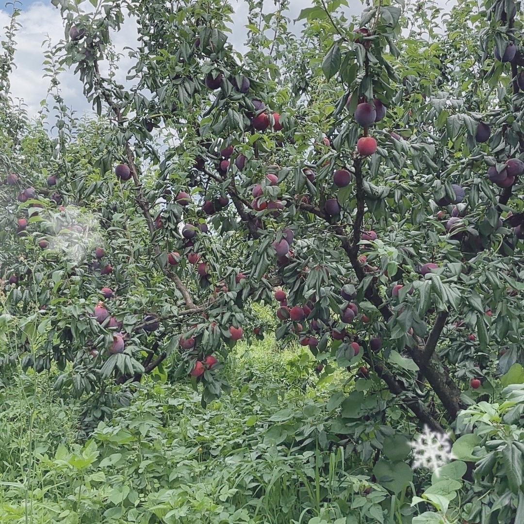余姐鲜果