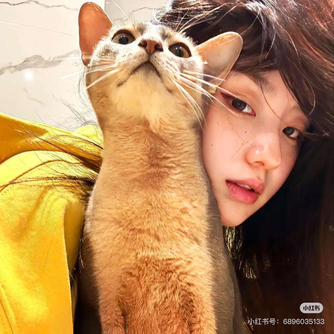 珈肥猫