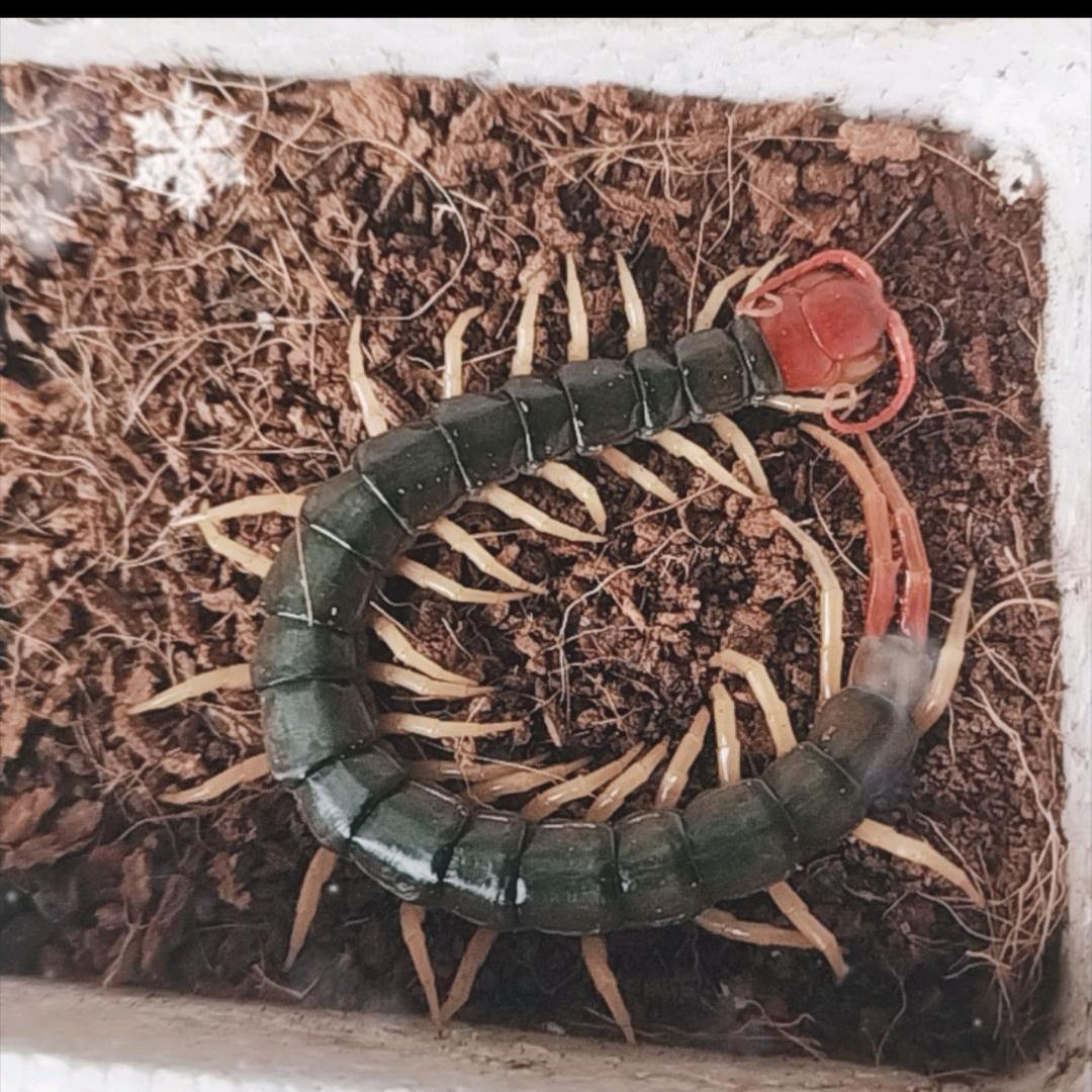 蜈蚣养殖（艳艳)