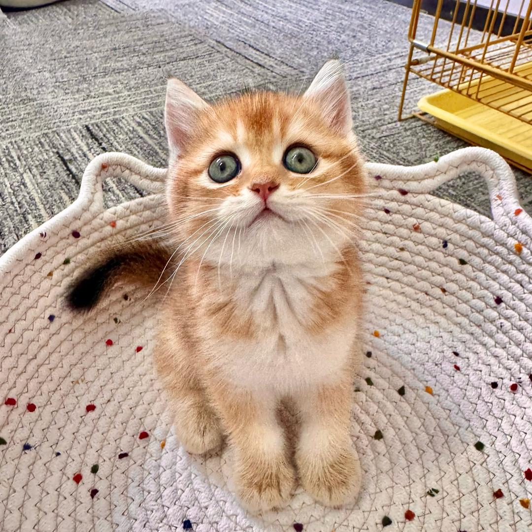 熊出没木薯猫砂精品小铺