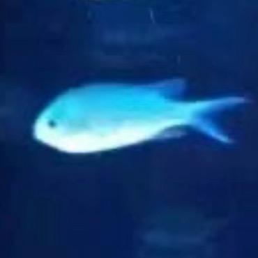 🐟🐟