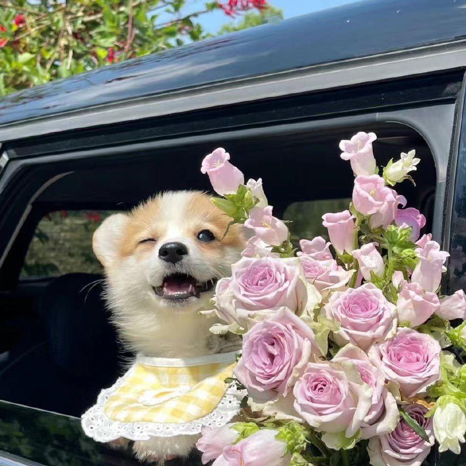 哈巴狗🐶🐶