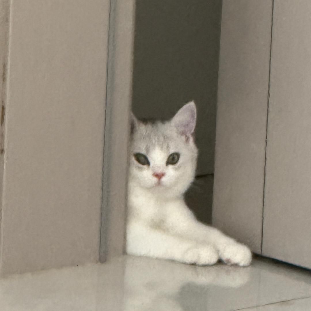 达尔纳