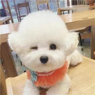 七月萌宠4⃣️号直播间