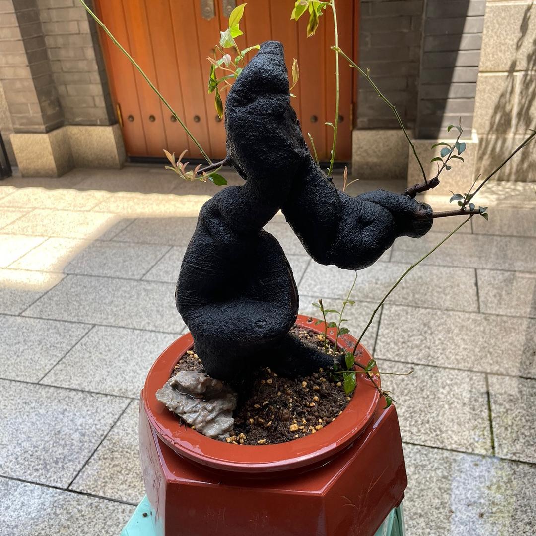 静待花开园艺店