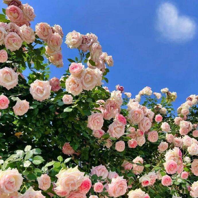 重生之我在抖音啃鸡爪