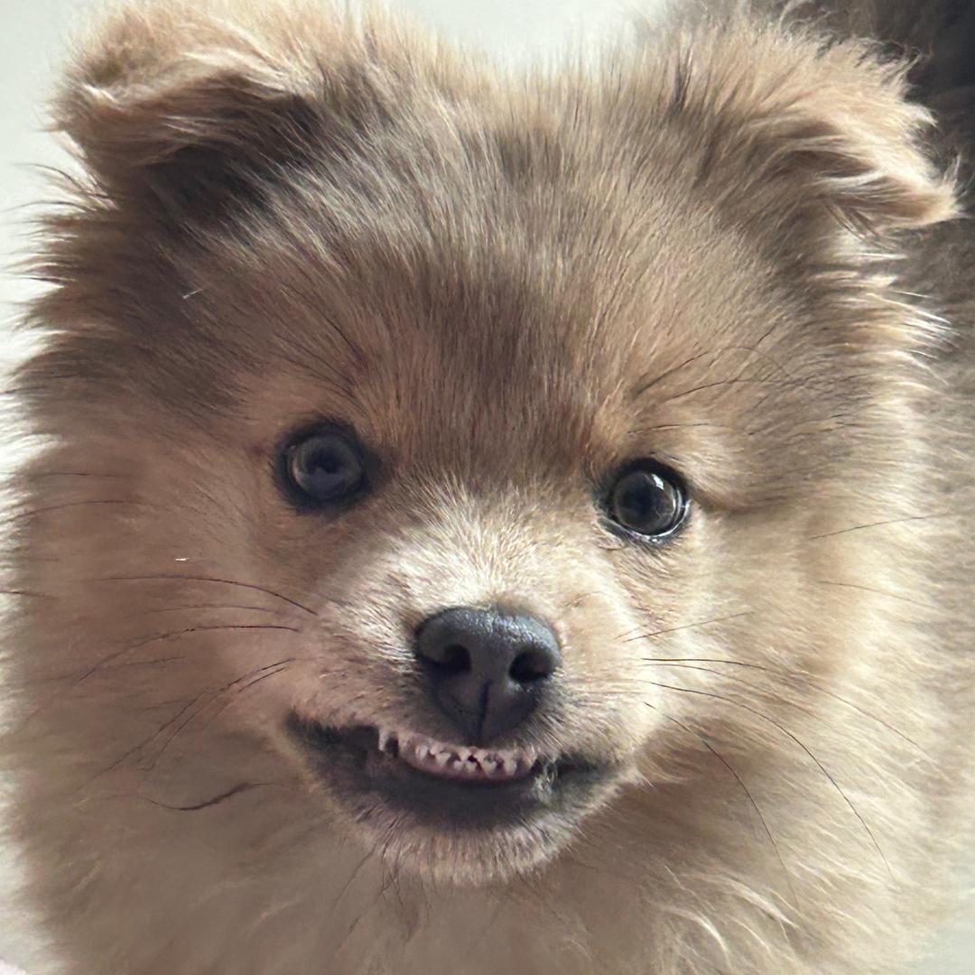 不伶俐的棕色狐狸