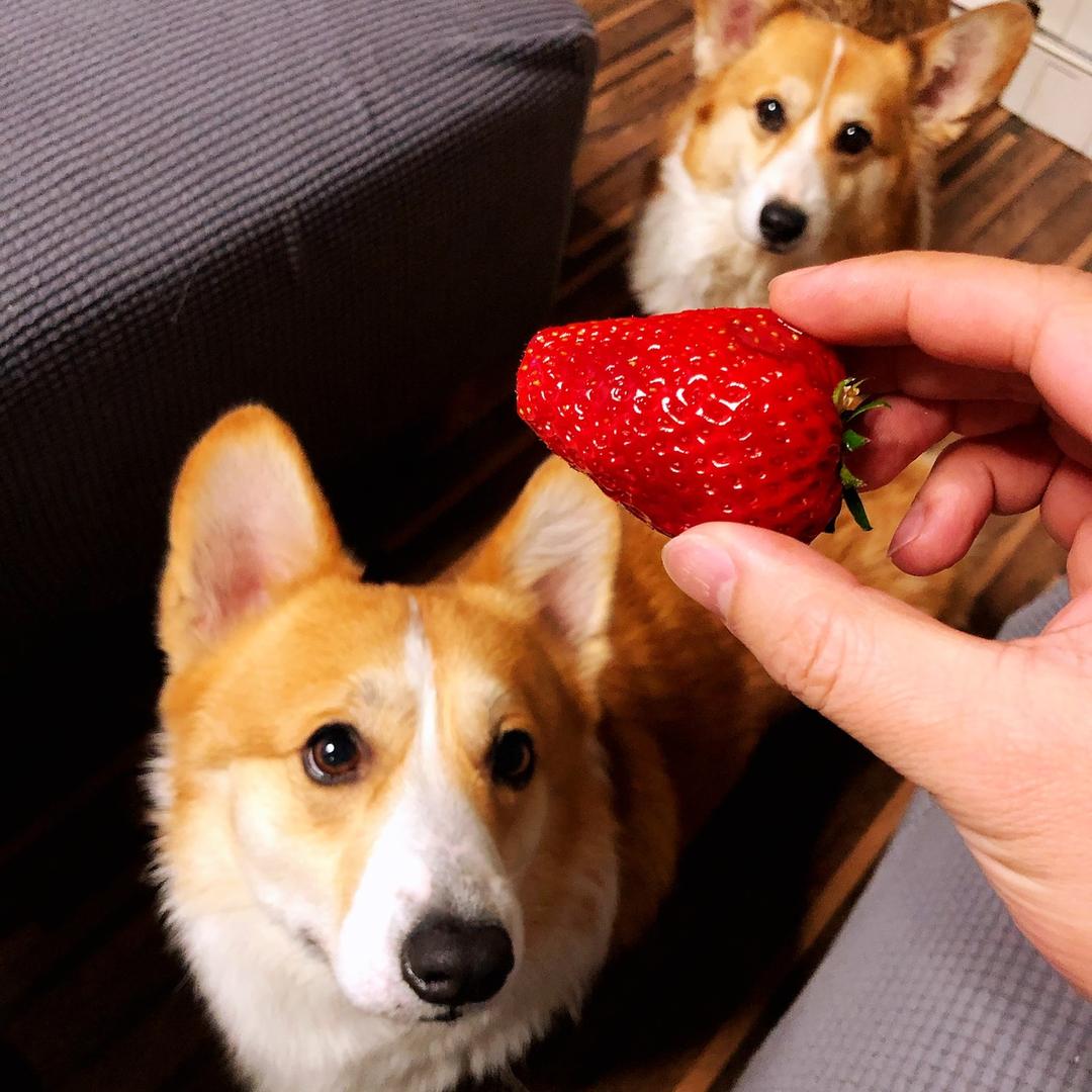 小矮基弟弟和花生