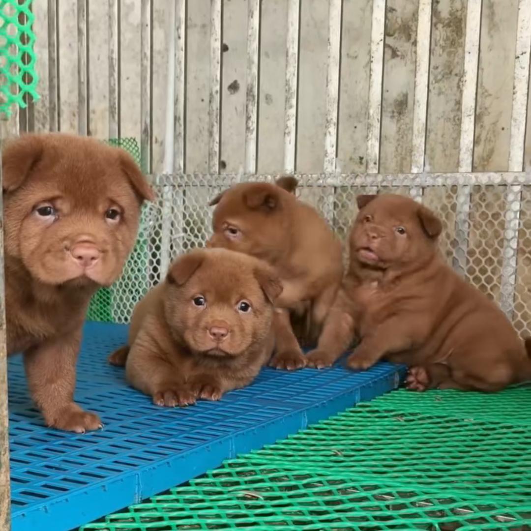 小赵田园犬