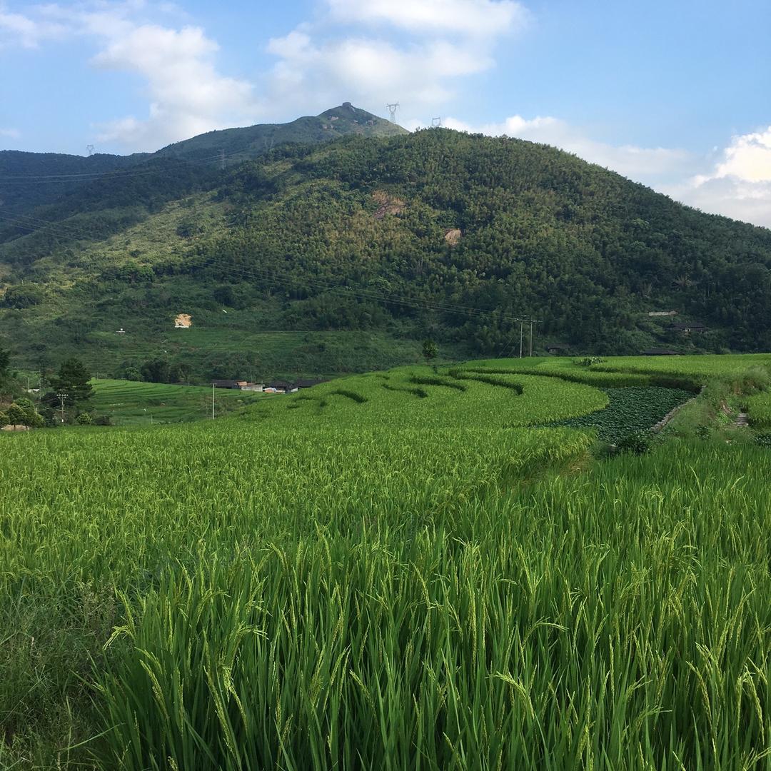 鸿哥