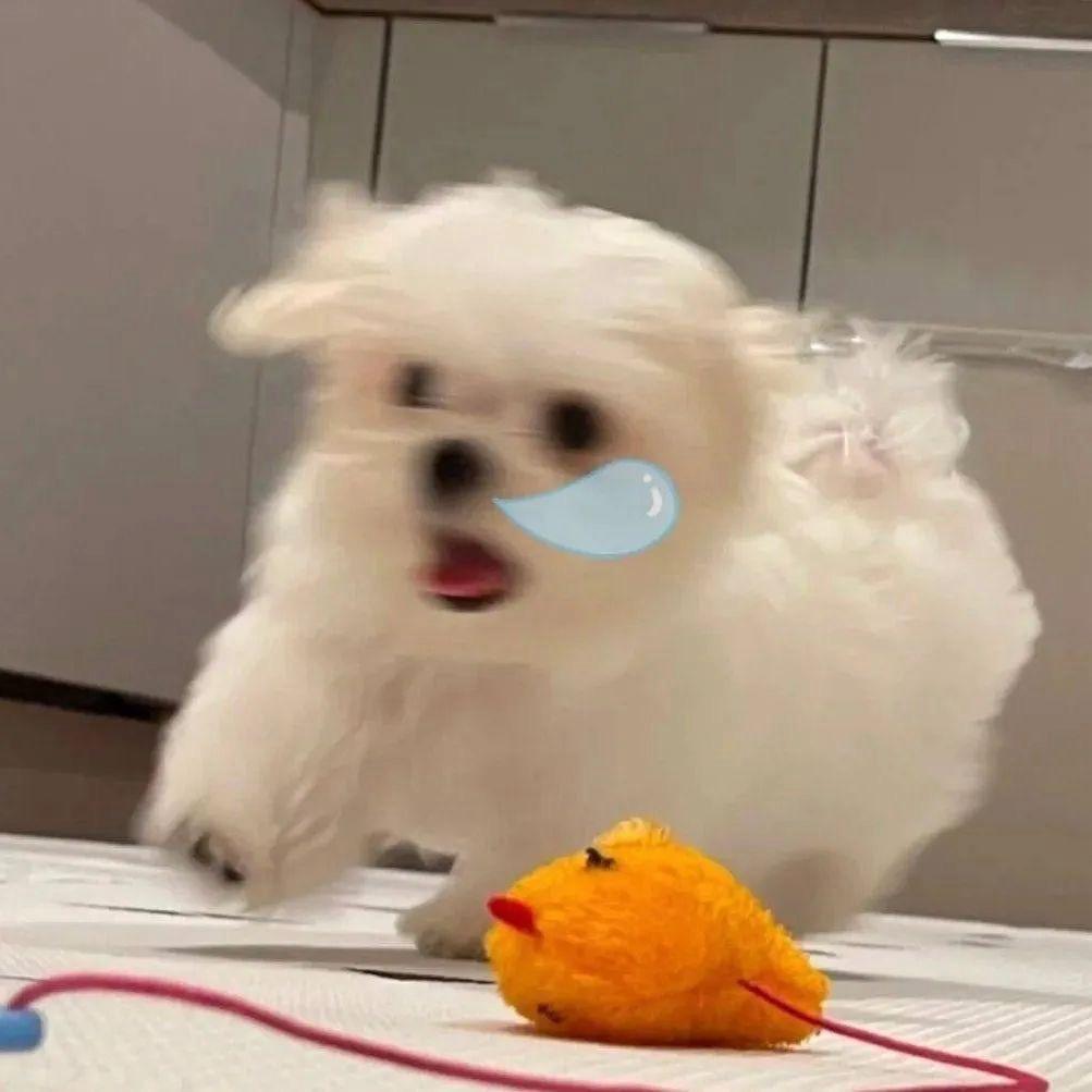 小白兔.