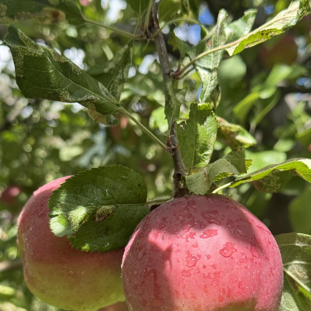 惠好甄选林芝苹果