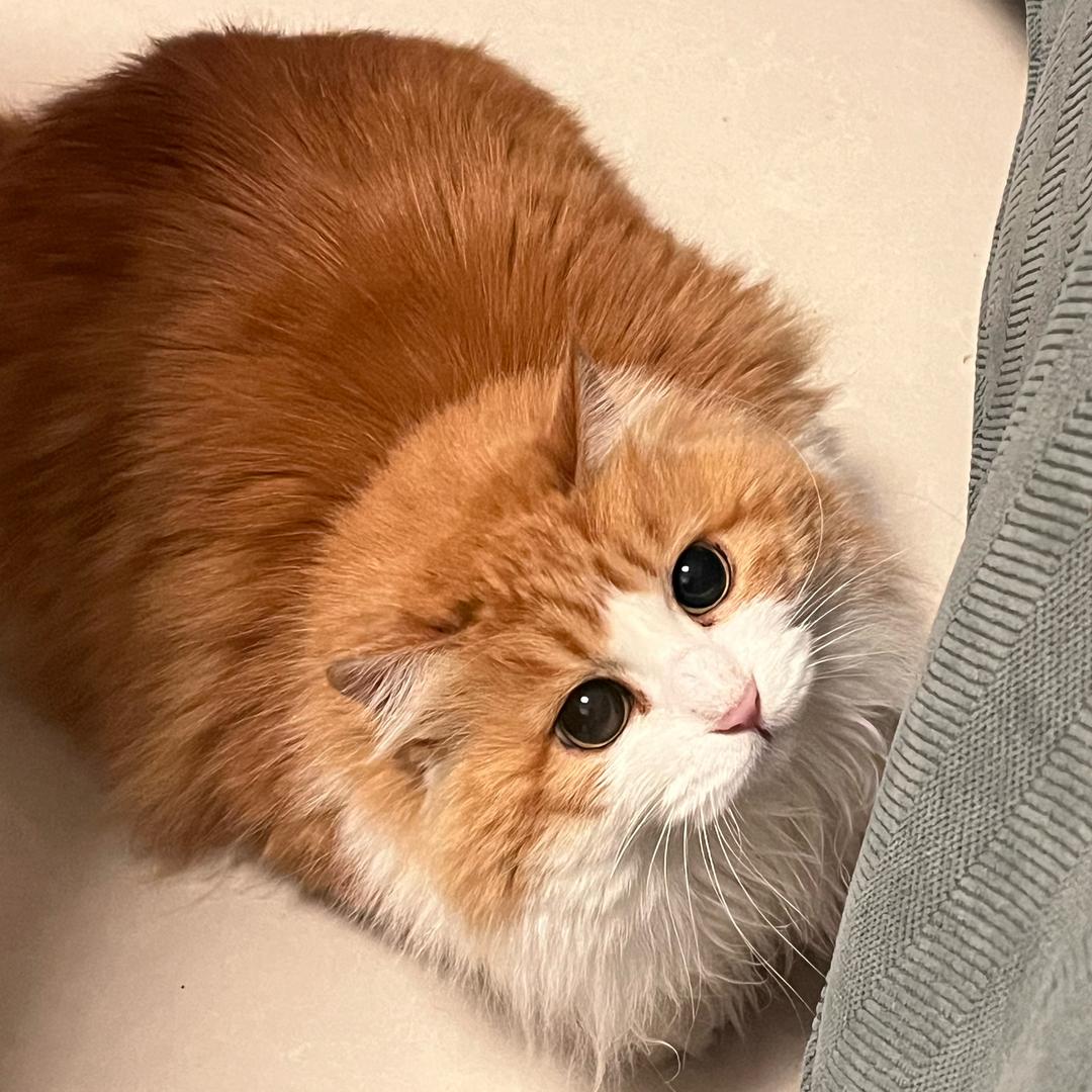 🐱 金子和喵喵🐱