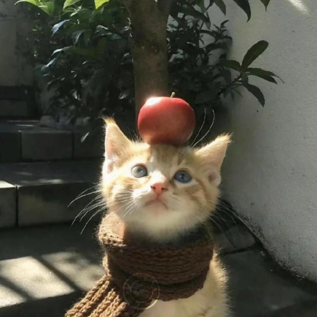 如斯 ㅤ