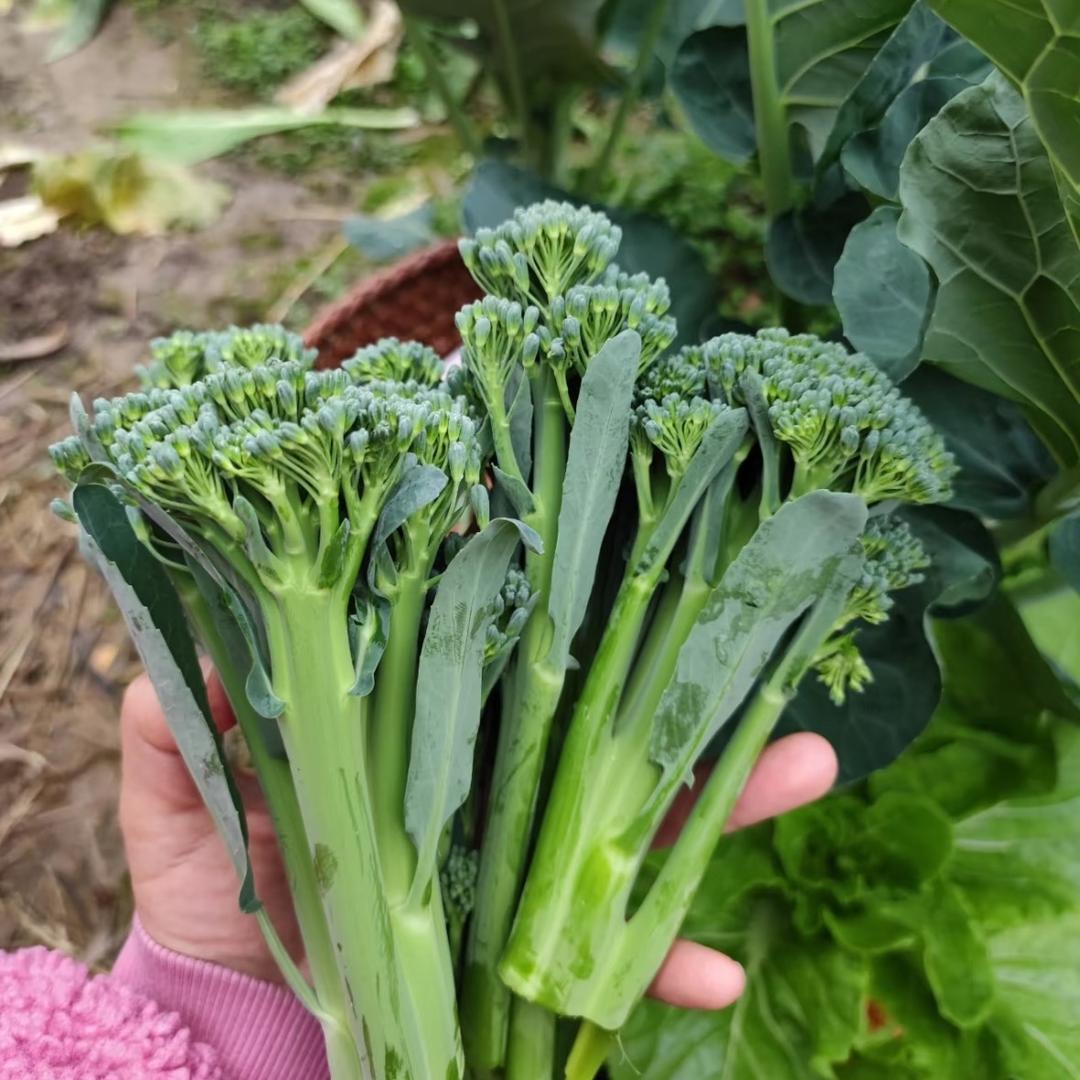 白哥的菜园子