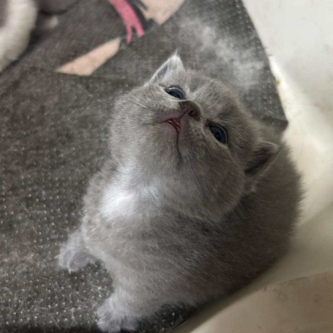 梵哥