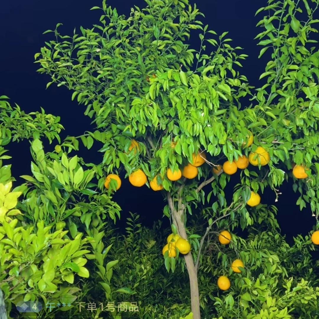 超凡果树苗木专营店