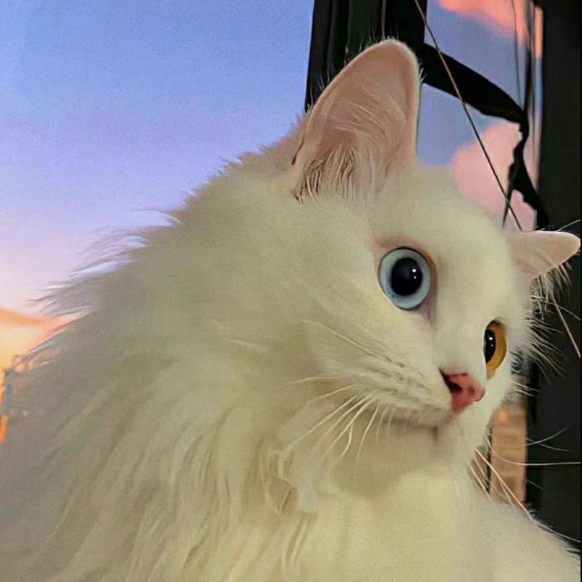 小杨.