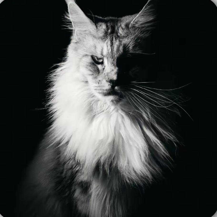 滕州流浪猫救助基地🐈【公益救助】