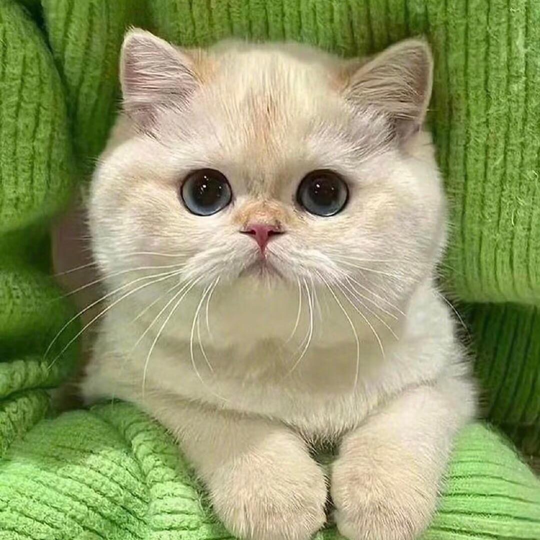 就爱猫猫狗狗
