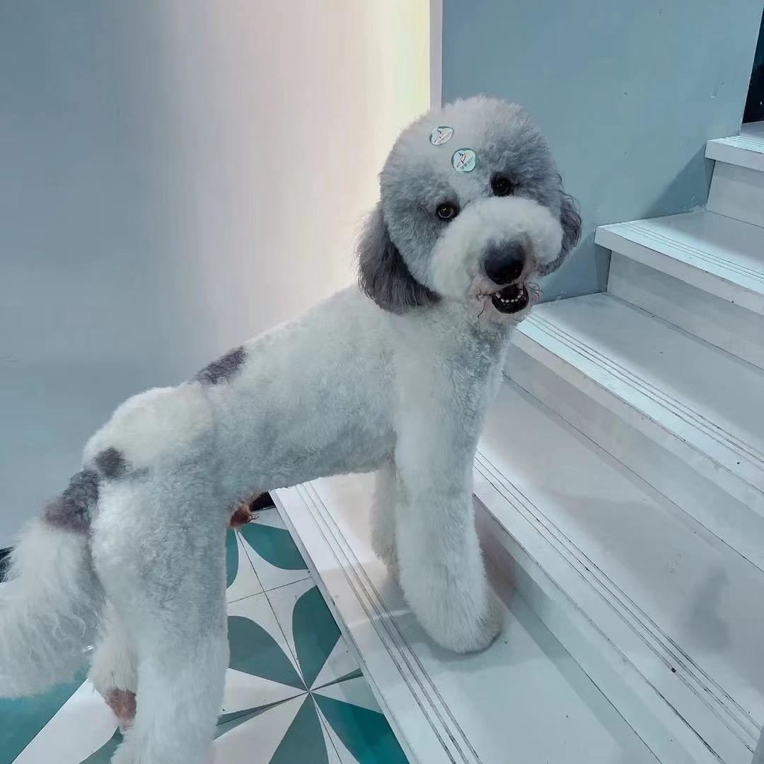 萌宠巨贵犬
