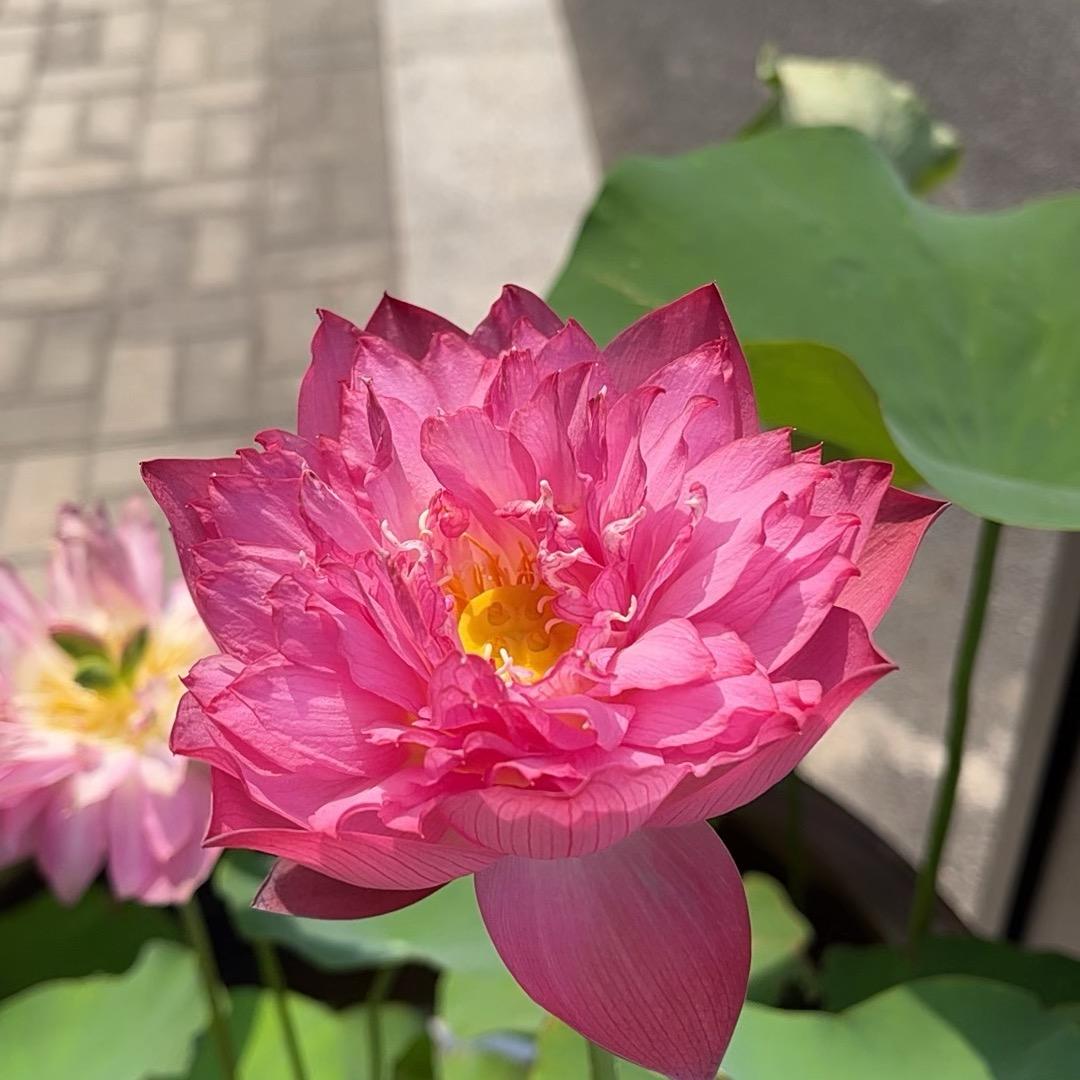 小趴菜🍒