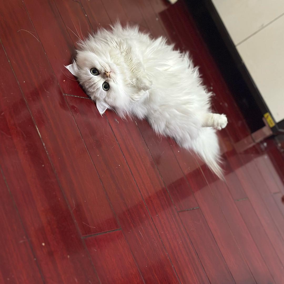 偏执