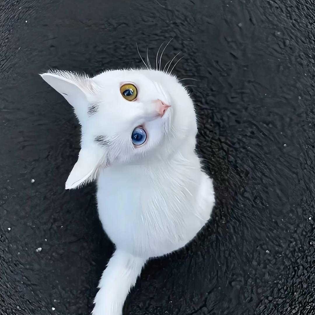 夕嫣然