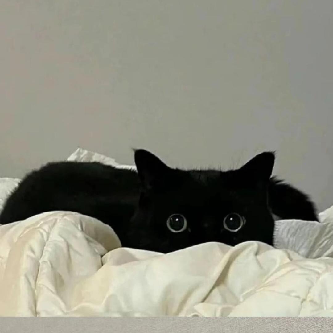 意迦意