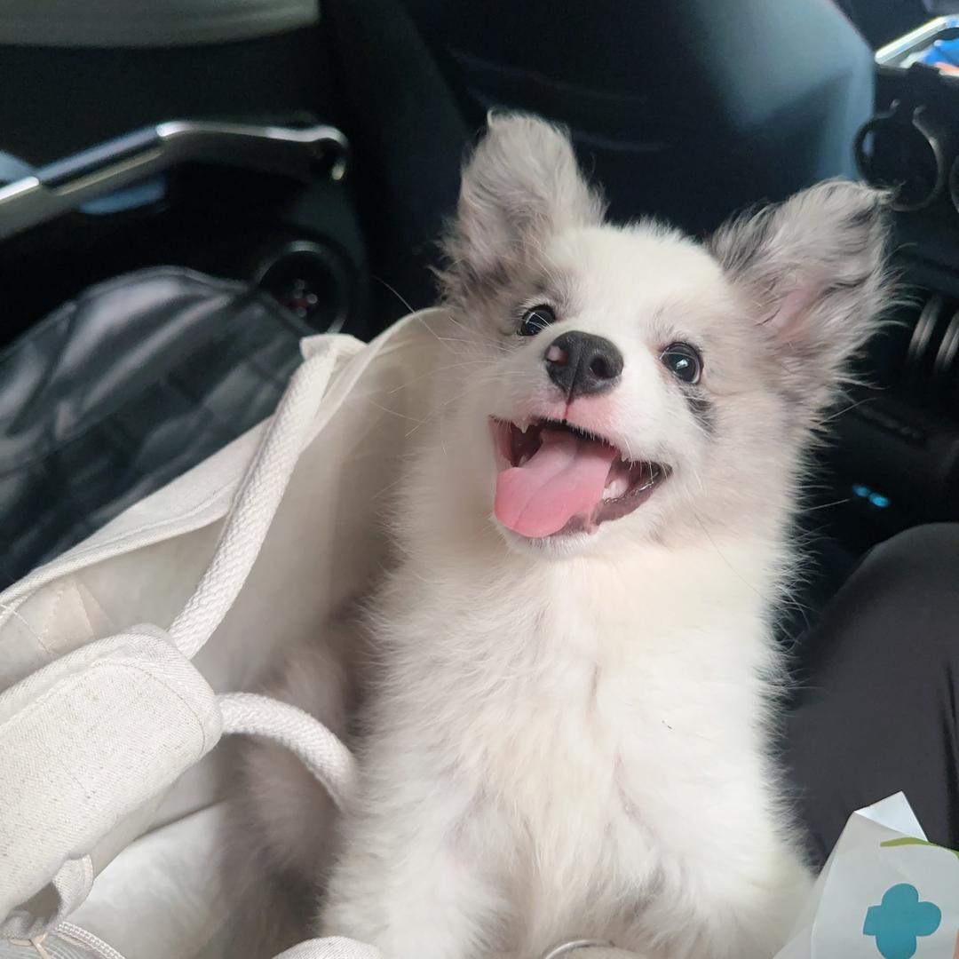 Rich爱拆家