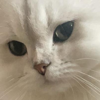 养虎喵日记