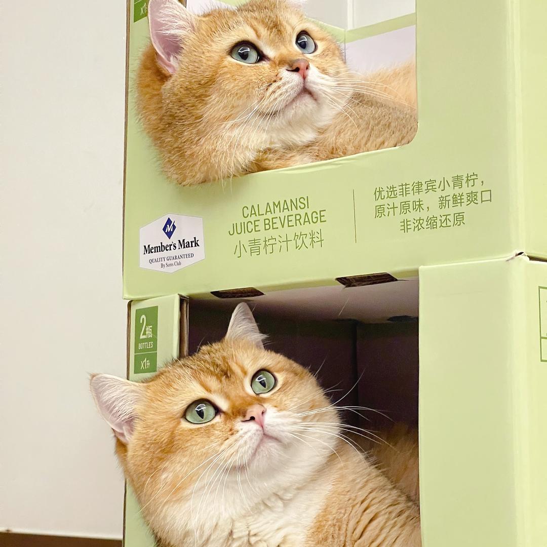 聪明和元宝