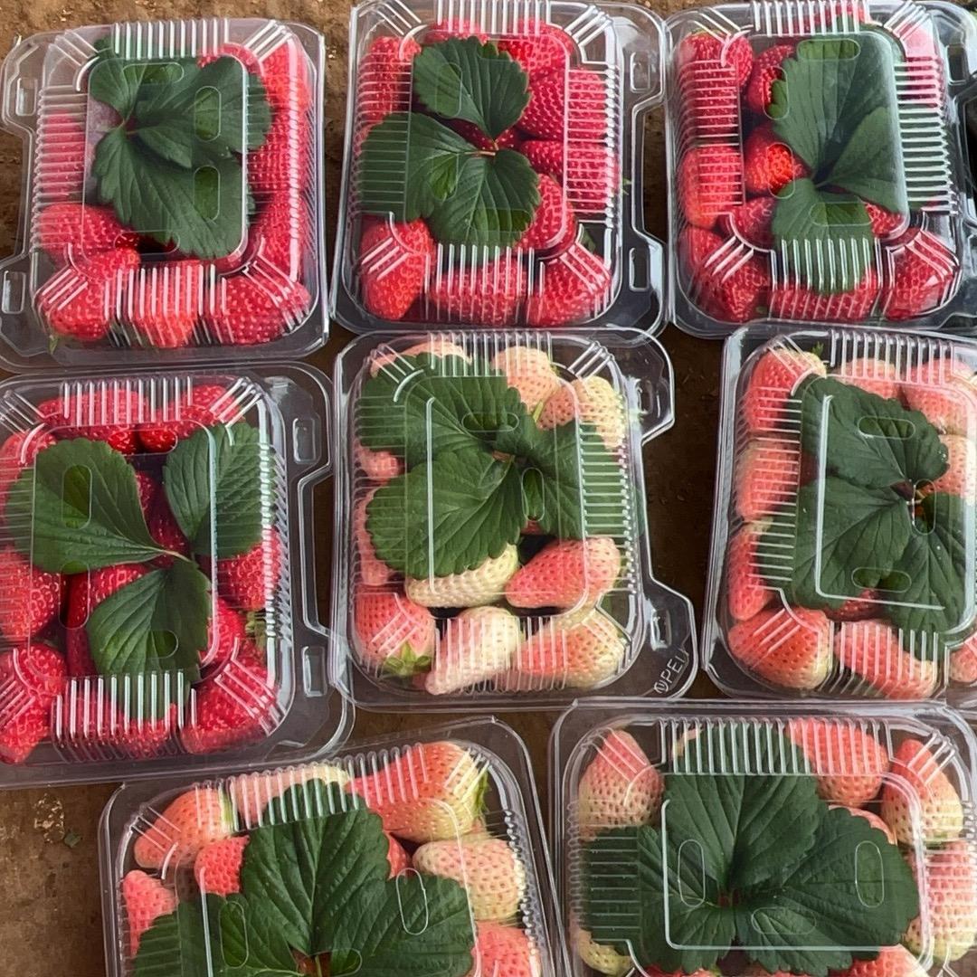 55号大棚香香牛奶草莓官方号