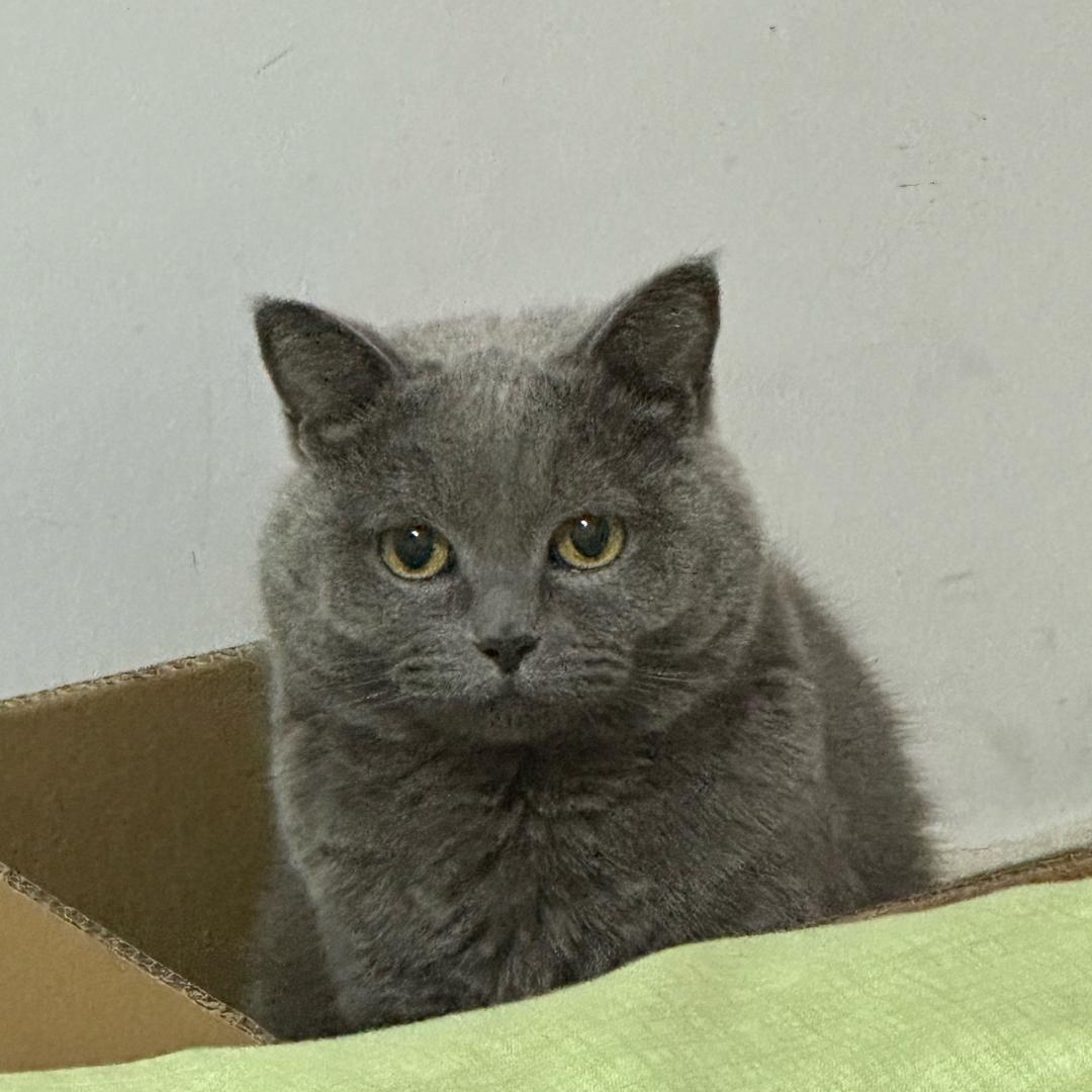 懒洋洋˃̵͈̑ᴗ˂̵͈̑