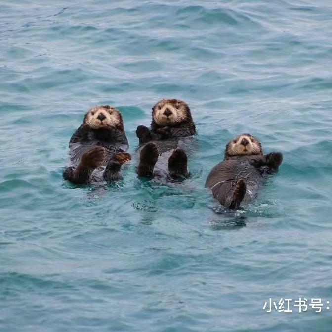 金碳