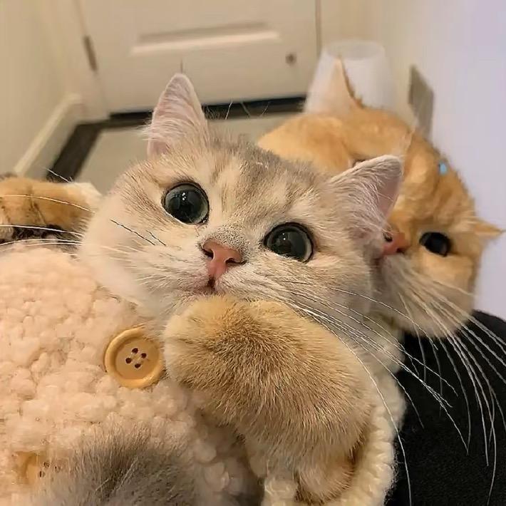 佛系