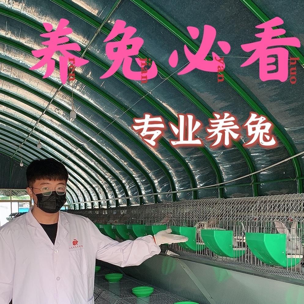 润发公羊兔宠物