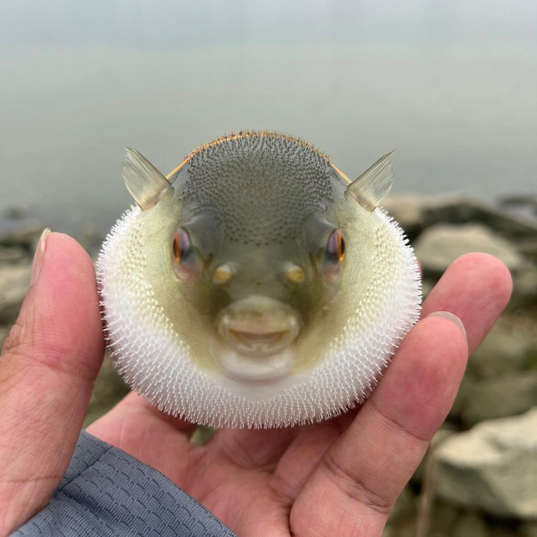 烂番茄