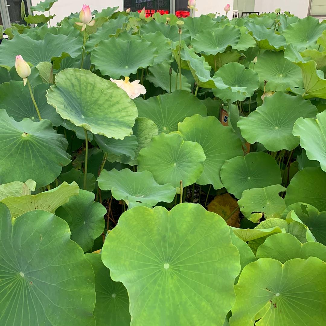 秋日私语🌺🌺