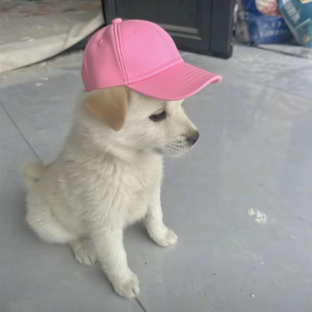 小歪yyy