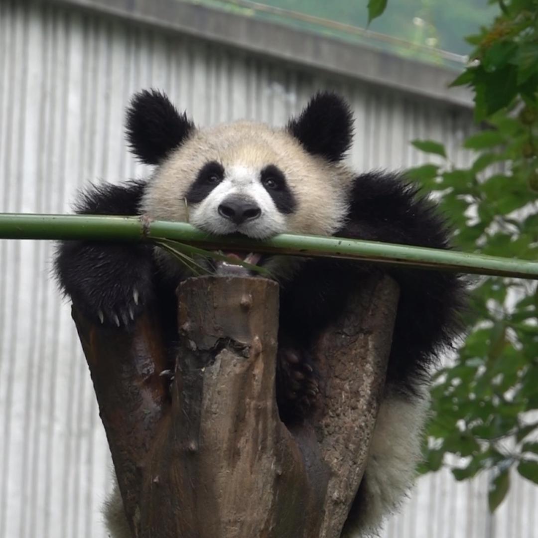 熊猫故乡的幺哥备