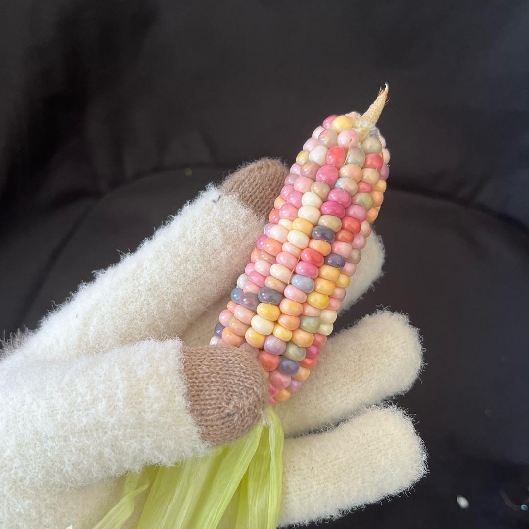 苞小米🌽