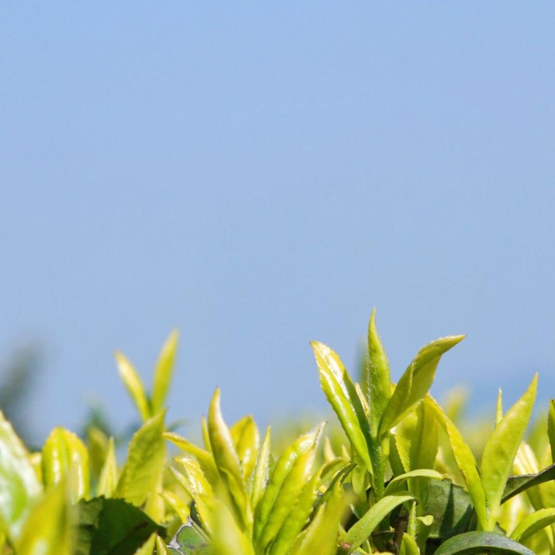 诚雅茗茶