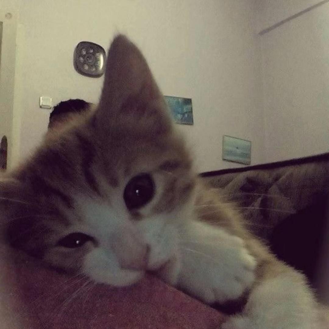 Maggiee