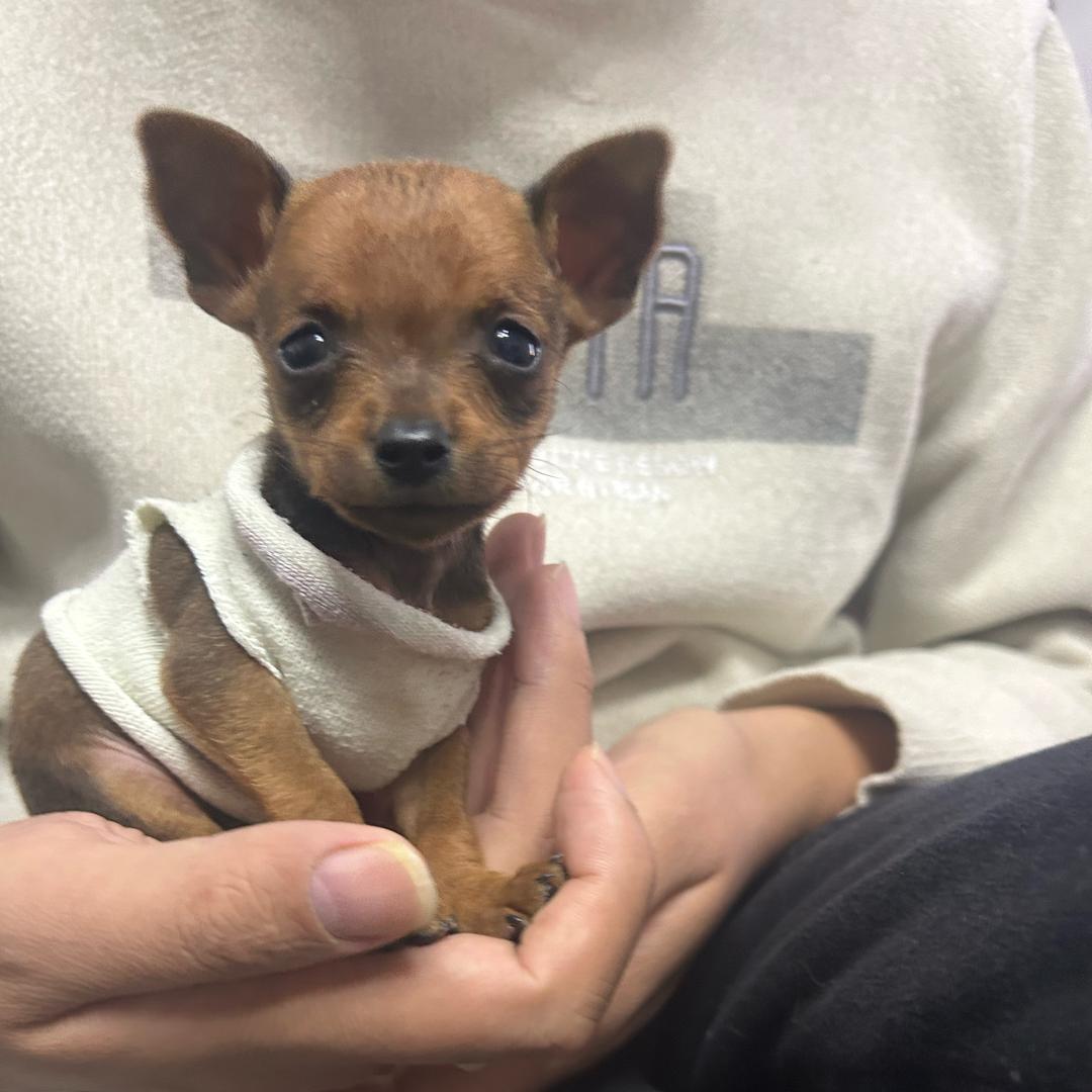小小恶霸犬