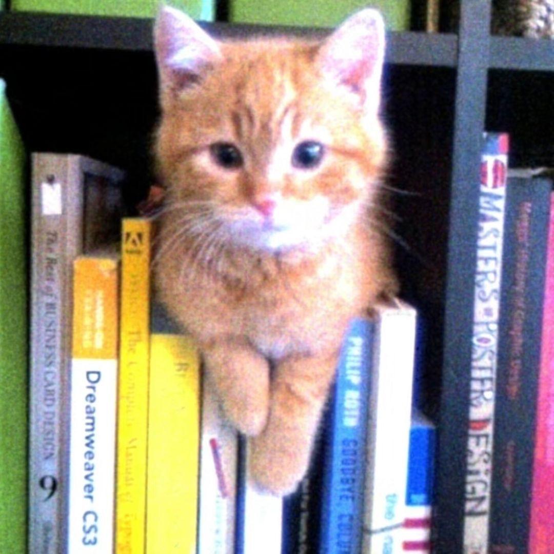 奉节脐橙农副产品店