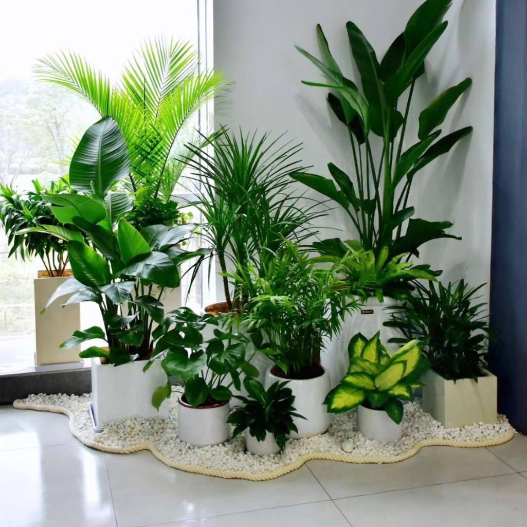 植愈绿植