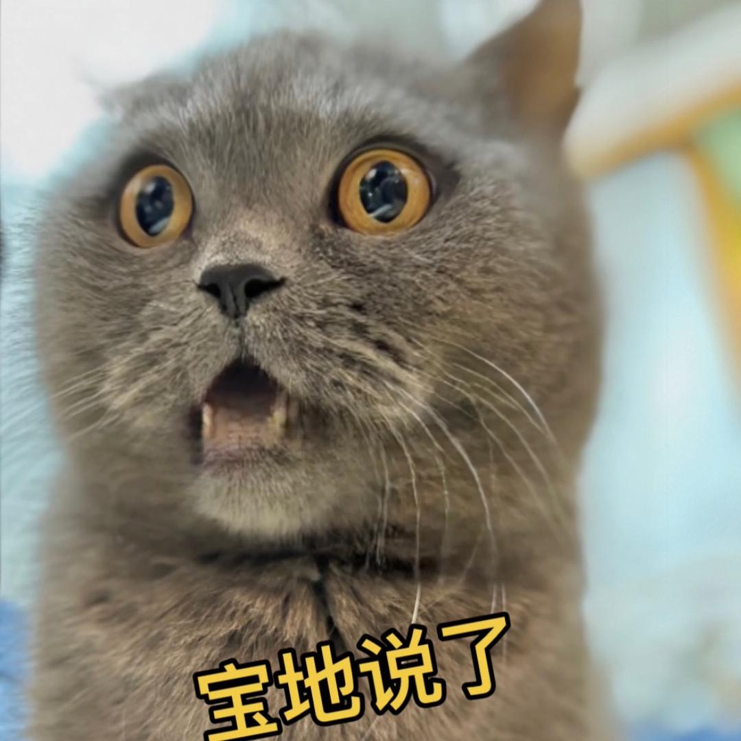 大头三猫酱