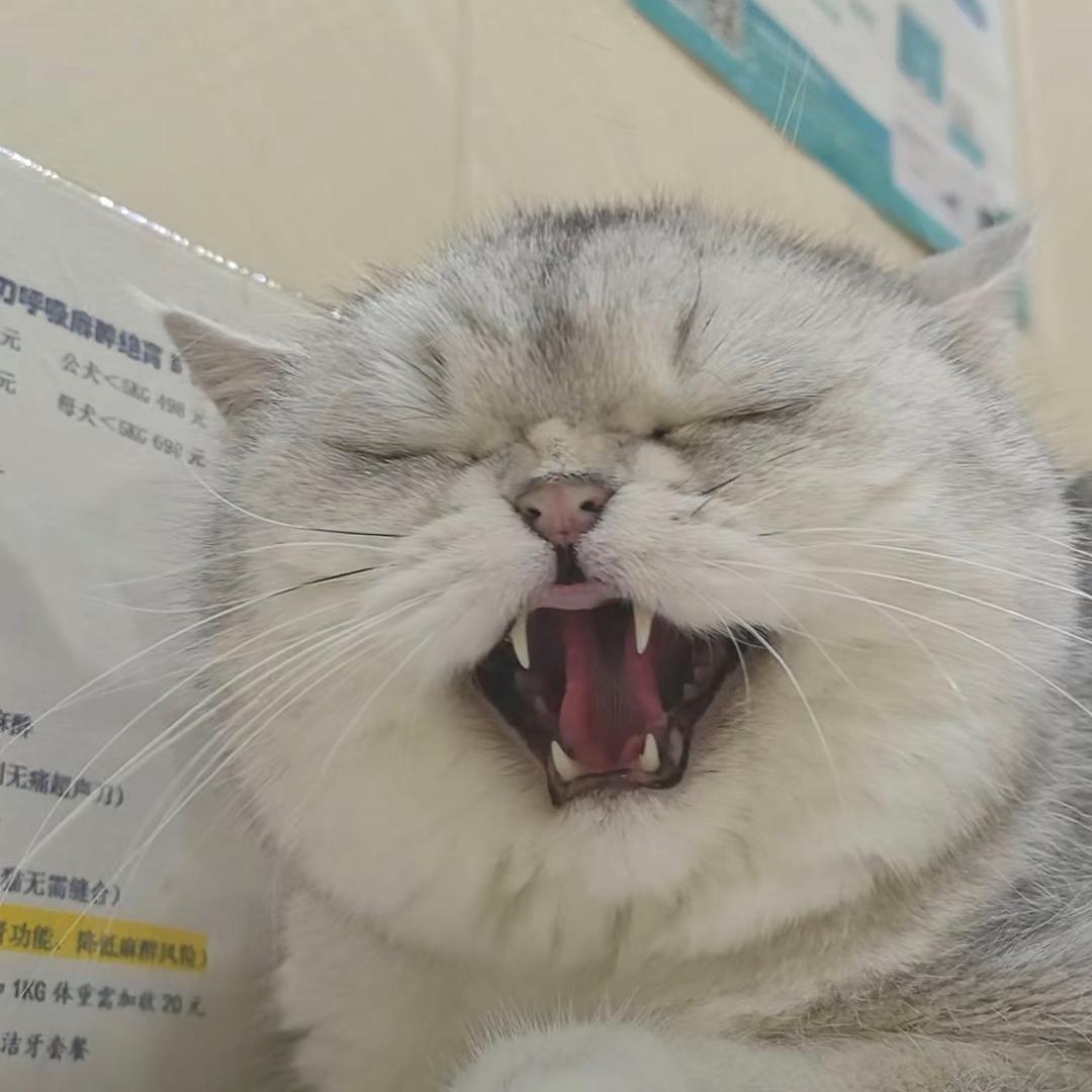 厚礼蟹 　　　　　   　　　　　　🪳